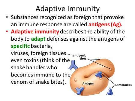 Adaptive Immunity Substances recognized as foreign that provoke an immune response are called antigens (Ag). Adaptive immunity describes the ability of.