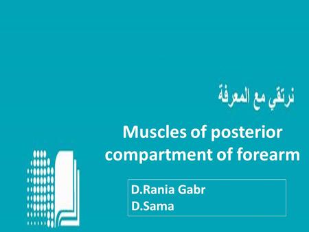 Muscles of posterior compartment of forearm