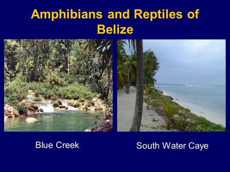 Amphibians and Reptiles of Belize