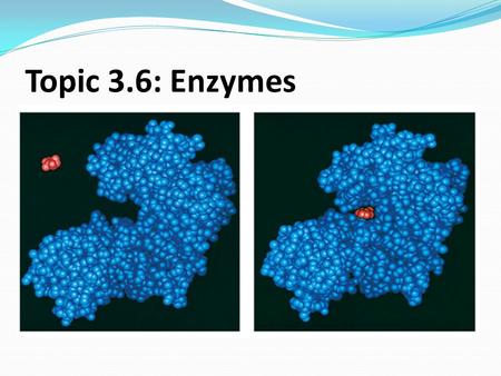 Topic 3.6: Enzymes. Why Should We Study Enzymes? All metabolic reactions such as photosynthesis, digestion and respiration are catalysed by enzymes, allow.