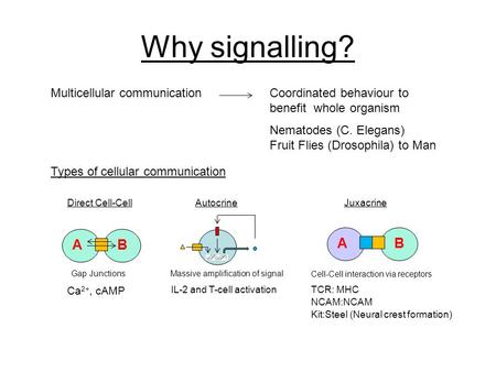 Why signalling? Multicellular communication Nematodes (C. Elegans) Fruit Flies (Drosophila) to Man Types of cellular communication A B Direct Cell-Cell.