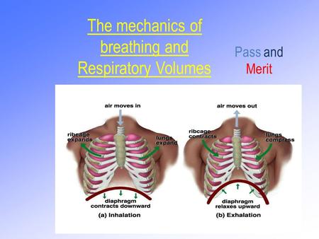The mechanics of breathing and Respiratory Volumes