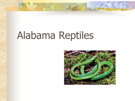 Alabama Reptiles.