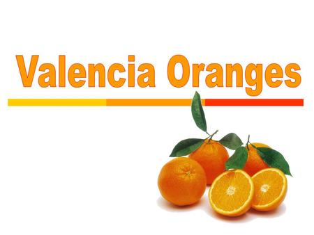  The Valencia orange is one of the sweet oranges used for juice extraction.  It is a late-season fruit, and therefore a popular variety when the navel.