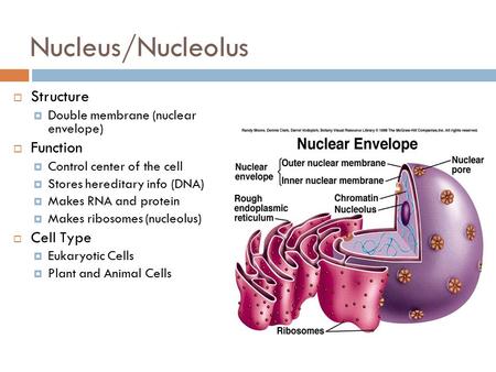 Nucleus/Nucleolus Structure Function Cell Type