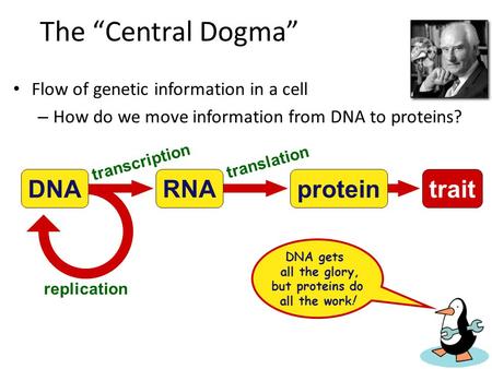 DNA gets all the glory, but proteins do all the work!