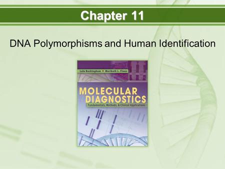 DNA Polymorphisms and Human Identification