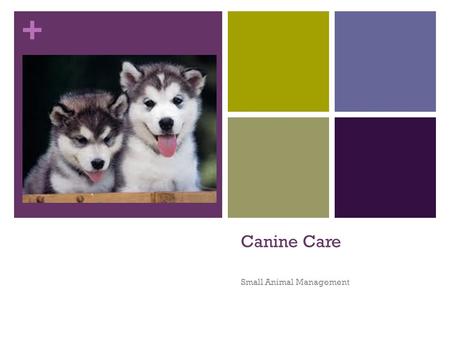 + Canine Care Small Animal Management. Vital Signs Common Diseases Vaccinations.