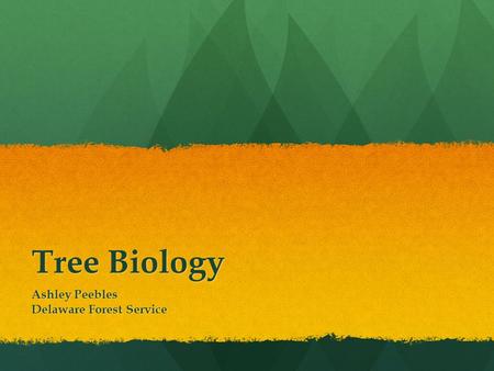 Tree Biology Ashley Peebles Delaware Forest Service.