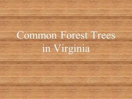 Common Forest Trees in Virginia Easter White Pine.