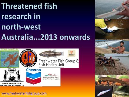 Threatened fish research in north-west Australia...2013 onwards www.freshwaterfishgroup.com.