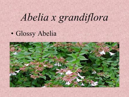 Abelia x grandiflora Glossy Abelia.