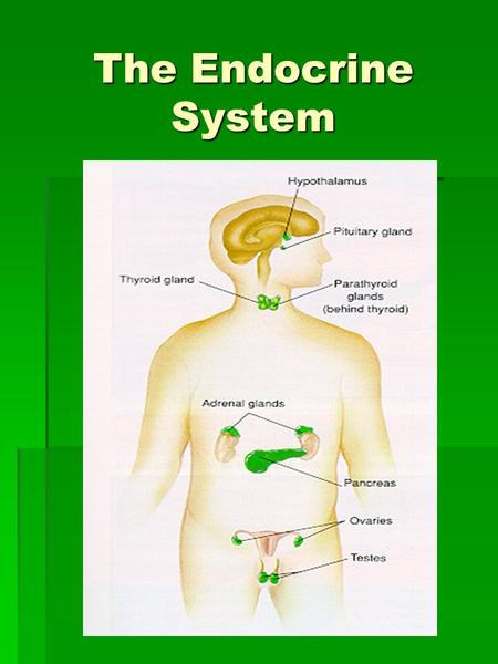 The Endocrine System. Functions of the Endocrine System  Controls the processes involved in movement and physiological equilibrium  Includes all tissues.