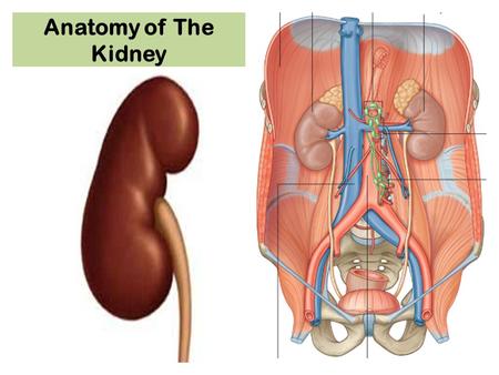 Anatomy of The Kidney.