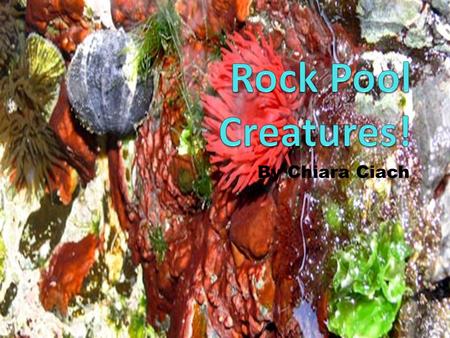 Rock Pool Creatures! By Chiara Ciach.