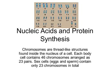 Nucleic Acids and Protein Synthesis Chromosomes are thread-like structures found inside the nucleus of a cell. Each body cell contains 46 chromosomes arranged.