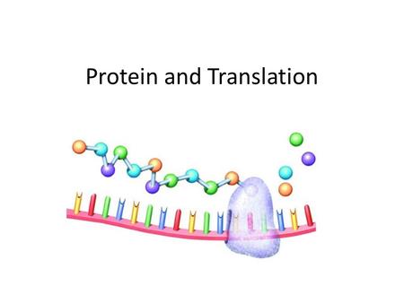 Protein and Translation. Central Dogma of Biology _____________________________________: -Transcription: The decoding of DNA into mRNA -Translation: The.