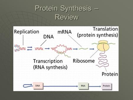 Protein Synthesis – Review