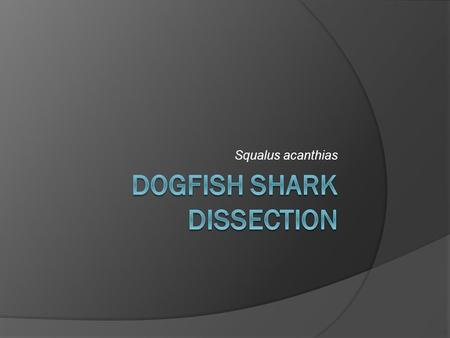 Dogfish Shark Dissection