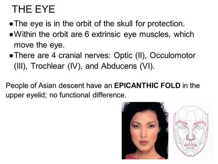 ●The eye is in the orbit of the skull for protection. ●Within the orbit are 6 extrinsic eye muscles, which move the eye. ●There are 4 cranial nerves: Optic.