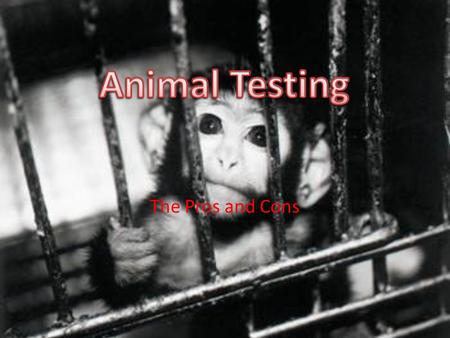 Animal Testing Animal Testing