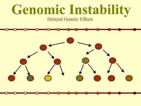 Genomic Instability Delayed Genetic Effects. What is Genomic Instability? Often, after being damaged by radiation, cells are able to repair DNA damage.