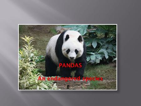  The animal‘s name is the Giant panda. It’s scientific name is Ailuropoda melanoleuca.
