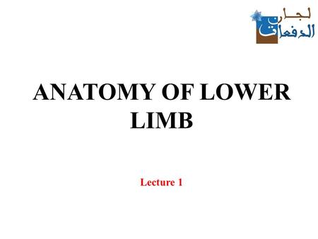 ANATOMY OF LOWER LIMB Lecture 1