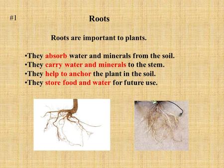 Roots Roots are important to plants. They absorb water and minerals from the soil. They carry water and minerals to the stem. They help to anchor the plant.