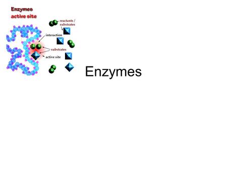Enzymes.