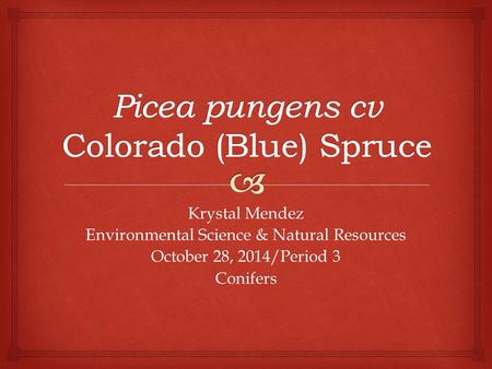 Krystal Mendez Environmental Science & Natural Resources October 28, 2014/Period 3 Conifers.