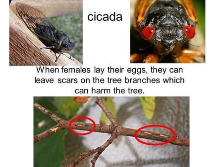 Cicada When females lay their eggs, they can leave scars on the tree branches which can harm the tree.