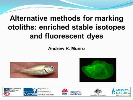 Alternative methods for marking otoliths: enriched stable isotopes and fluorescent dyes Andrew R. Munro.