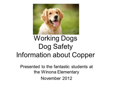 Working Dogs Dog Safety Information about Copper Presented to the fantastic students at the Winona Elementary November 2012.