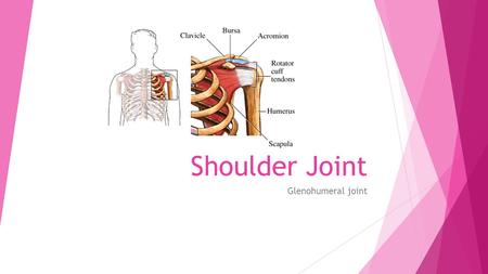 Shoulder Joint Glenohumeral joint. Shoulder joint  Most movable joint in the body  Most unstable joint  most injuried  Made up of two separate joints.