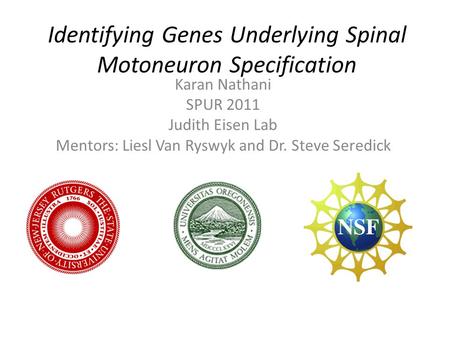 Identifying Genes Underlying Spinal Motoneuron Specification Karan Nathani SPUR 2011 Judith Eisen Lab Mentors: Liesl Van Ryswyk and Dr. Steve Seredick.
