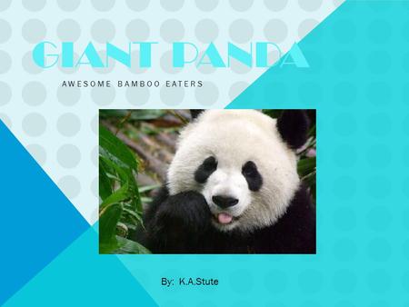 GIANT PANDA AWESOME BAMBOO EATERS By: K.A.Stute. INTRODUCTION WHAT IS PANDAS CALLED Scientific name is : Ursusmelanoleucas. Its real name is Panda. LIFESPAN.