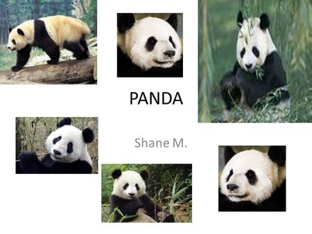 PANDA Shane M.. The animal I am researching is a panda..