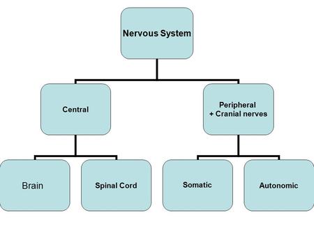 Nervous System Central BrainSpinal Cord Peripheral + Cranial nerves SomaticAutonomic.