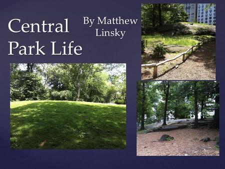 { Central Park Life By Matthew Linsky.  Central Park is many different things to many different people. To some, it is a place to relax. To others, it.