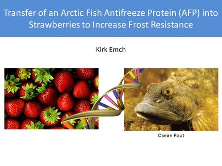 Transfer of an Arctic Fish Antifreeze Protein (AFP) into Strawberries to Increase Frost Resistance Kirk Emch Ocean Pout.