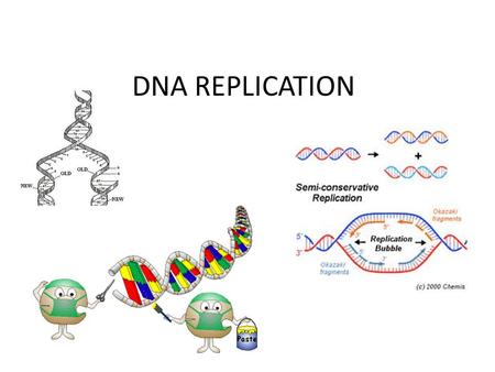 DNA REPLICATION.