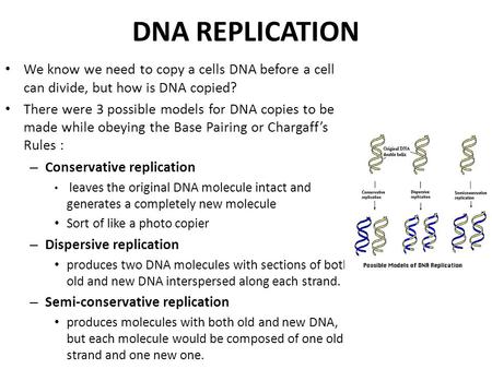 DNA REPLICATION We know we need to copy a cells DNA before a cell can divide, but how is DNA copied? There were 3 possible models for DNA copies to be.