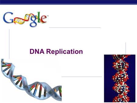 DNA Replication 2007-2008.