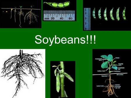 Soybeans!!!.