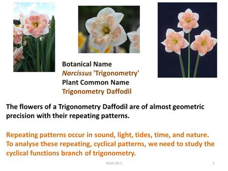 Narcissus 'Trigonometry' Plant Common Name Trigonometry Daffodil