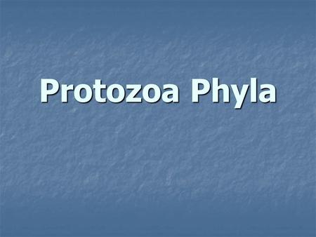 Protozoa Phyla.