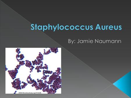  Family – Staphylococcaceae  Gram Positive  Non-motile  Cocci (round appearance under microscope)  Usually found in grape-like clusters  Catalase.