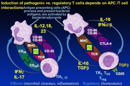 Antigen presenting cells (APC)