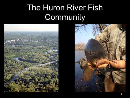 The Huron River Fish Community